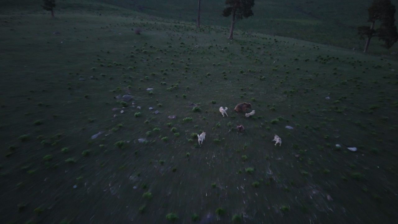 Kars’ta boz ayı ile köpeklerin kovalamacası dron kamerasına yansıdı