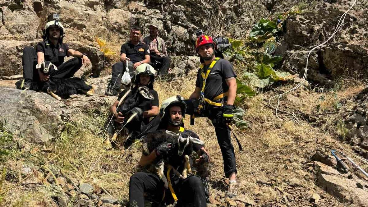 Kayalık alanda mahsur kalan oğlaklar itfaiye ekibince kurtarıldı