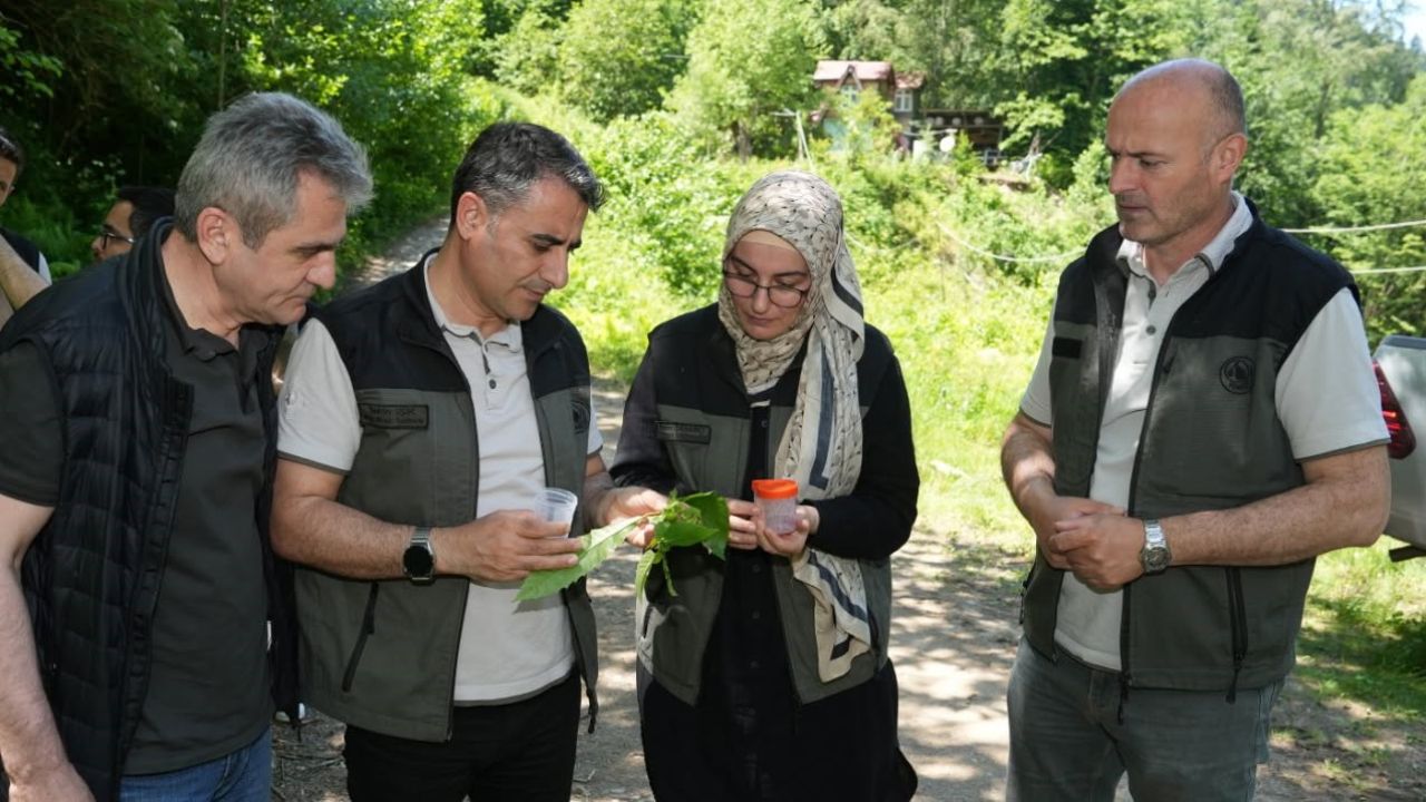 Kestane ormanlarını korumak için 5 bin samuray arısı doğaya salındı