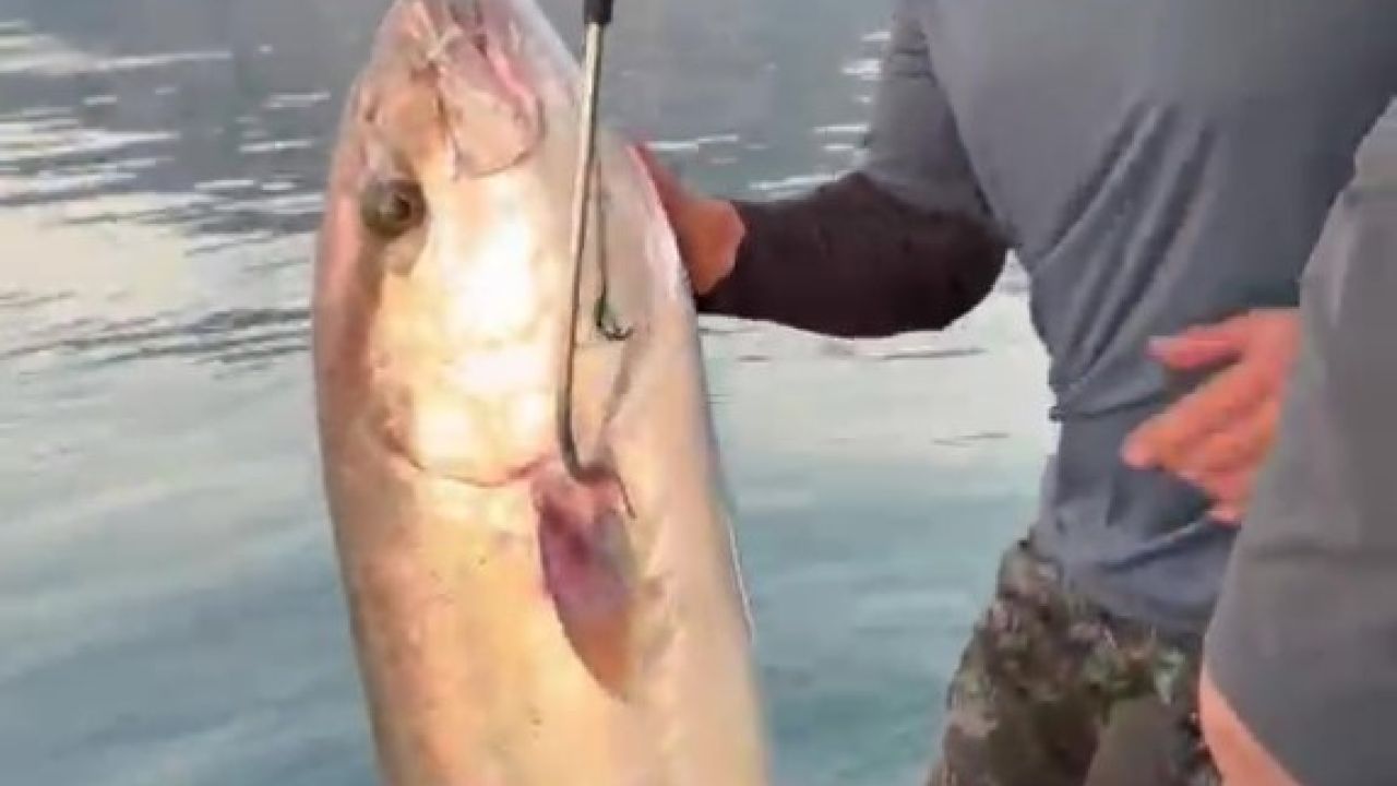 Konyaaltı Sahili’nde 56 kilogramlık kuzu balığı şaşkınlığı
