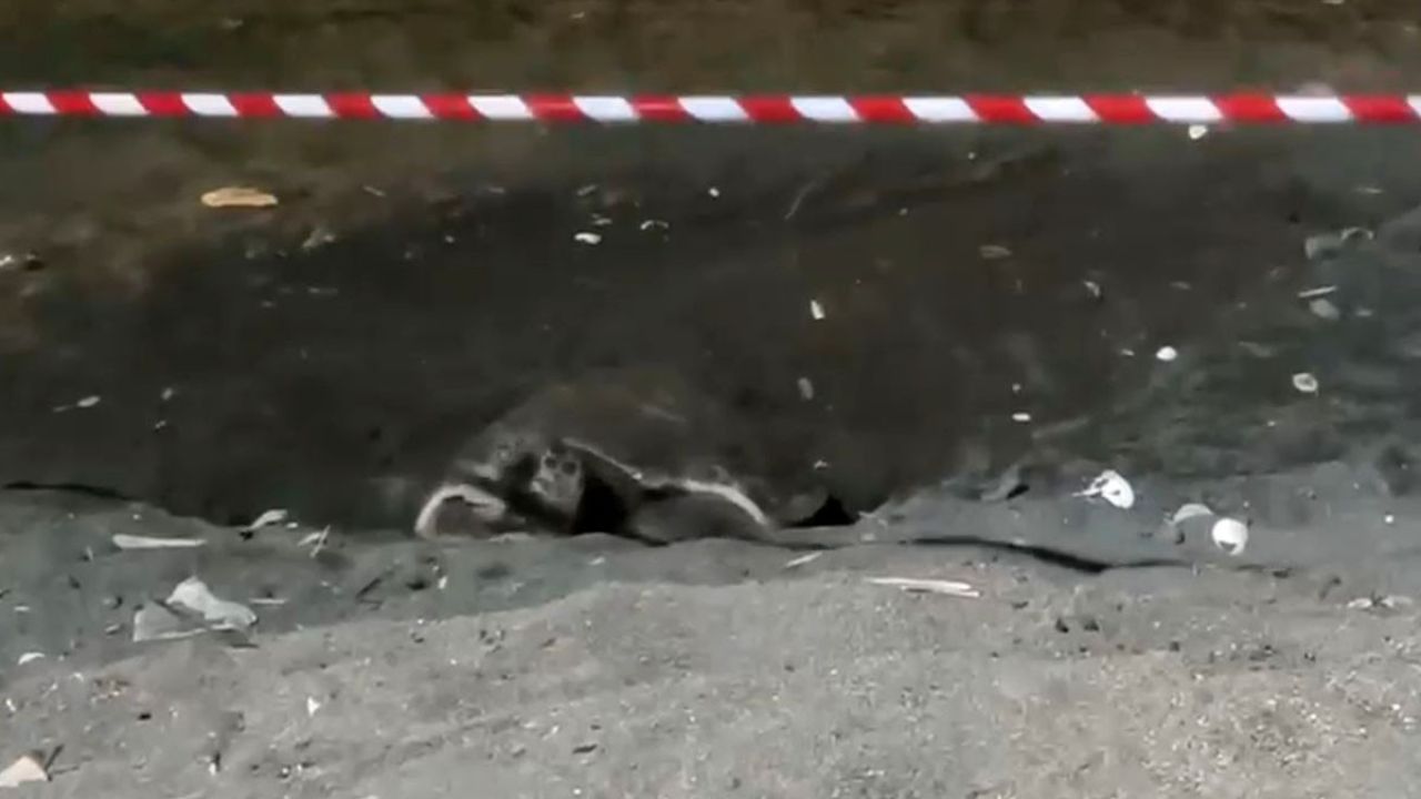 Koruma alanı dışına yuva yapan caretta caretta için şeritli tedbir