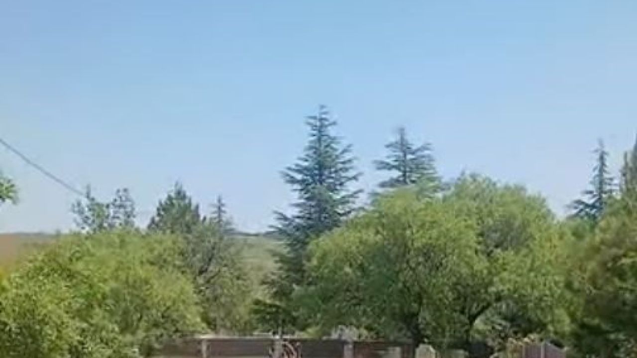 Koruma altındaki dağ keçileri Harput mezarlıklarında görüntülendi