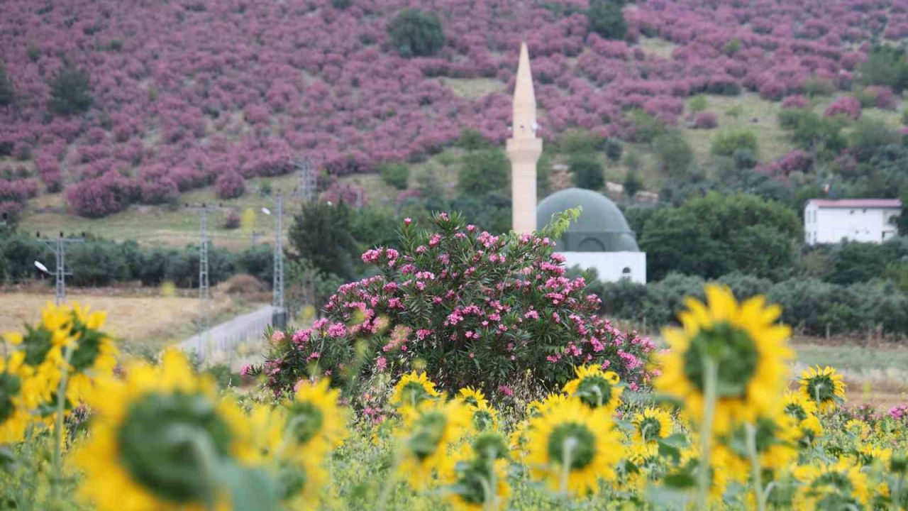 Kozan’da dağlar pembeye, ova günebakanlarla sarıya büründü