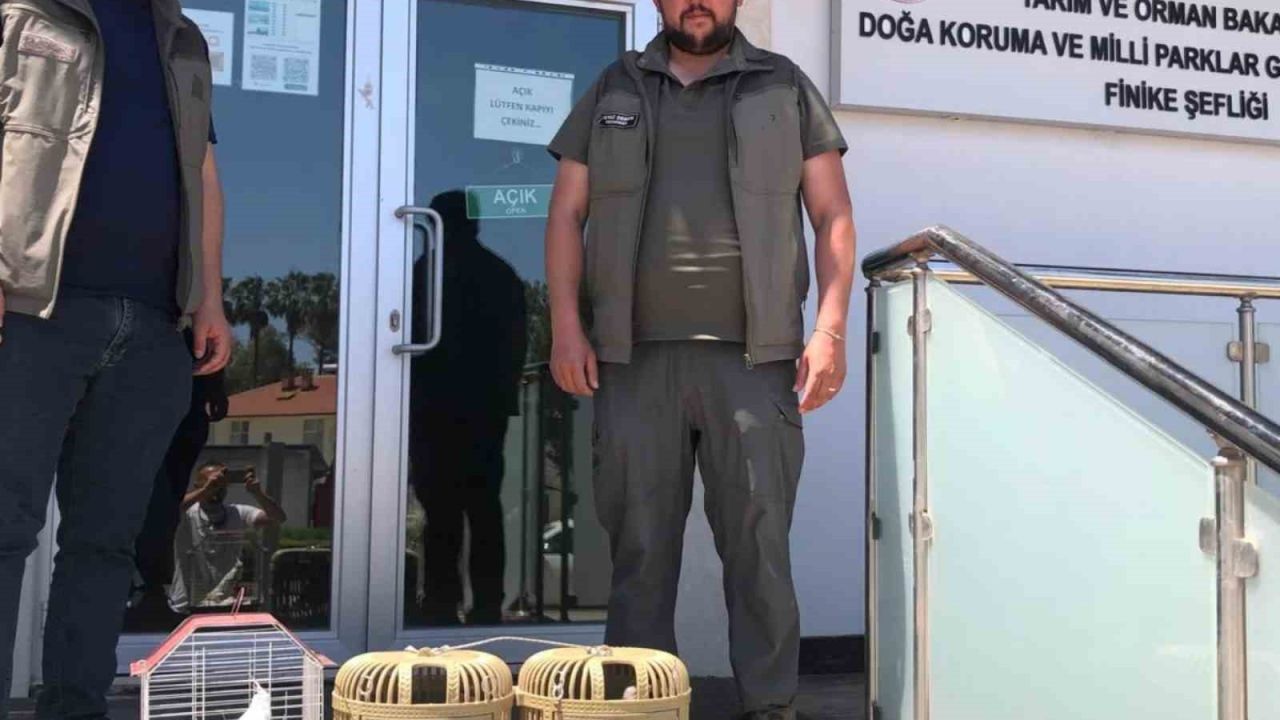 Kuş denetiminde kafeslerdeki keklik ve papağanlara el konuldu