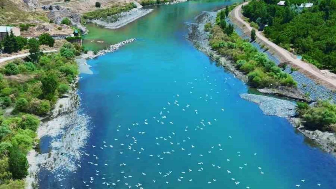 Martılar, Murat Nehri’nde görsel şölen oluşturdu