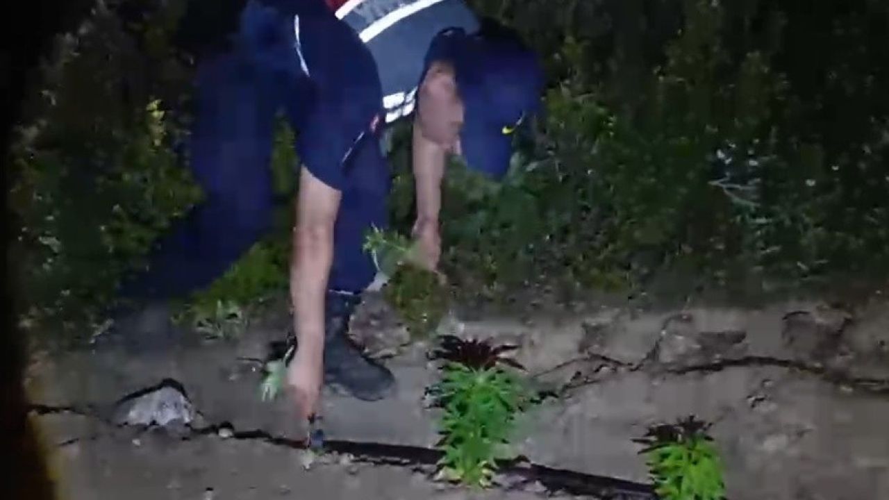 Mersin’de ormanlık alana ekilen bin 500 kök kenevir ele geçirildi