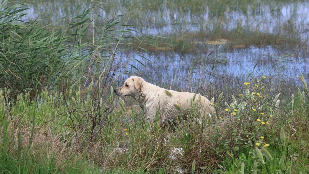 Milleyha Sulak Alanına 5 yavru köpeği bırakan 2 şahsa 540 bin TL para cezası uygulandı