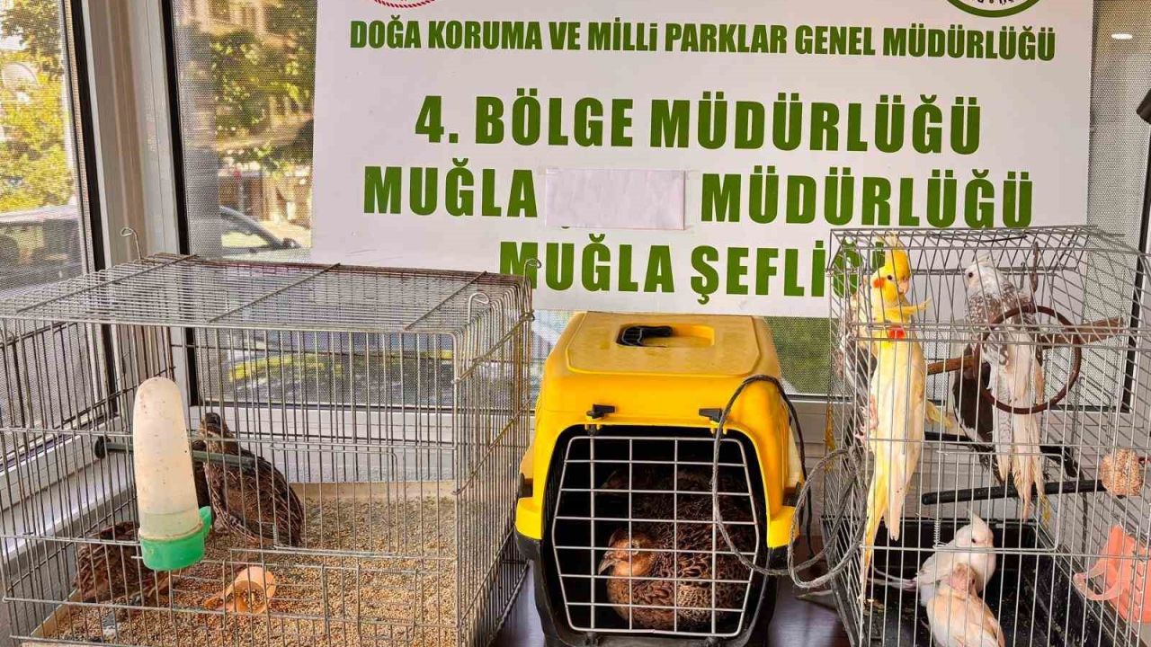Muğla’da CİMER’e yapılan şikayet, kaçak hayvan ticaretini ele verdi