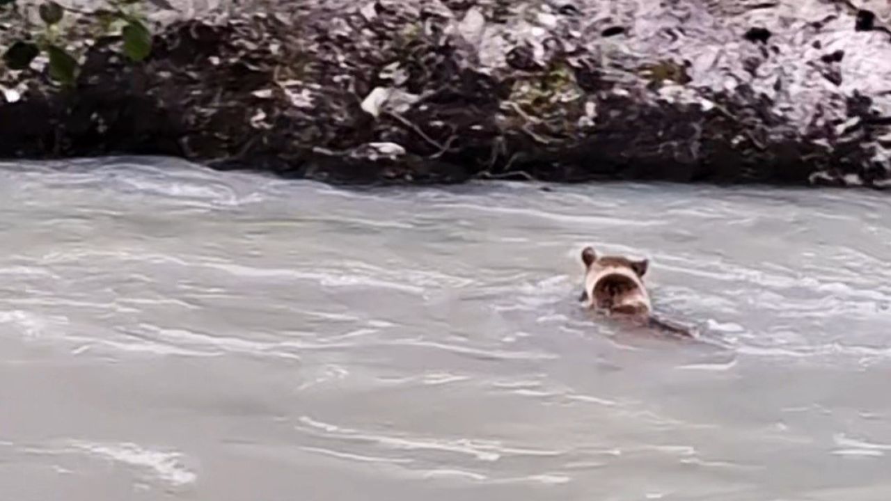 Munzur Nehri’ni geçmeye çalışan ayının mücadelesi kamerada