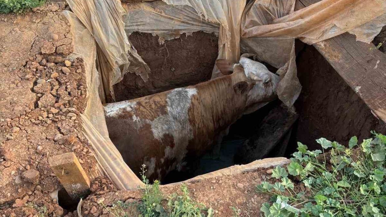 Muş’ta foseptik çukuruna düşen ineği itfaiye ekipleri kurtardı