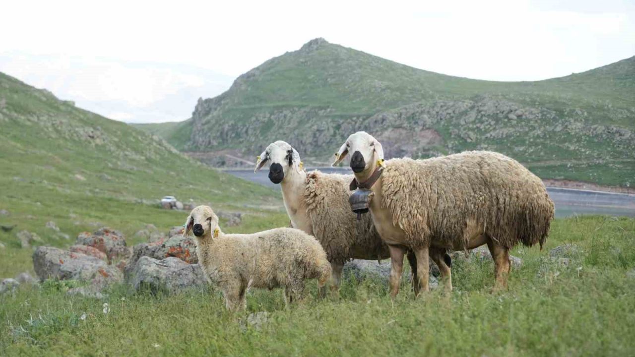 Niğde’de küçükbaş hayvancılığa dev destek