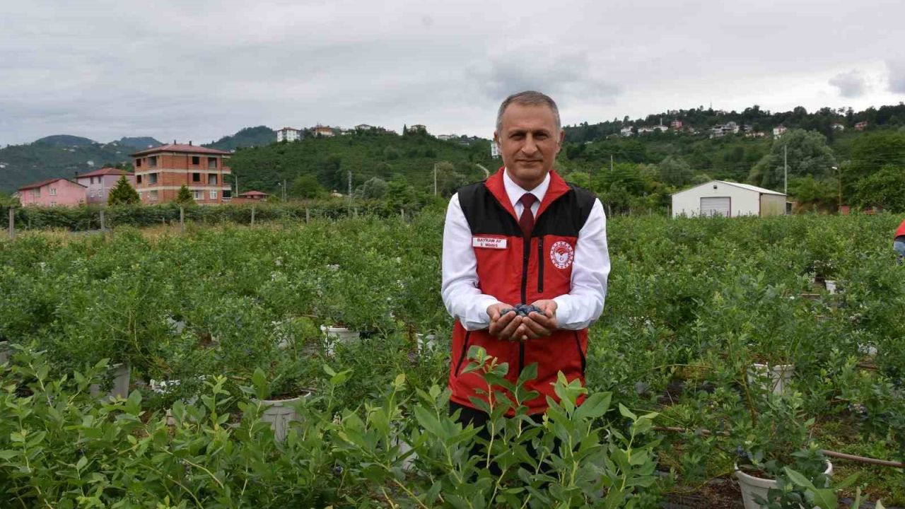 Ordu’da maviyemiş hasadı başladı