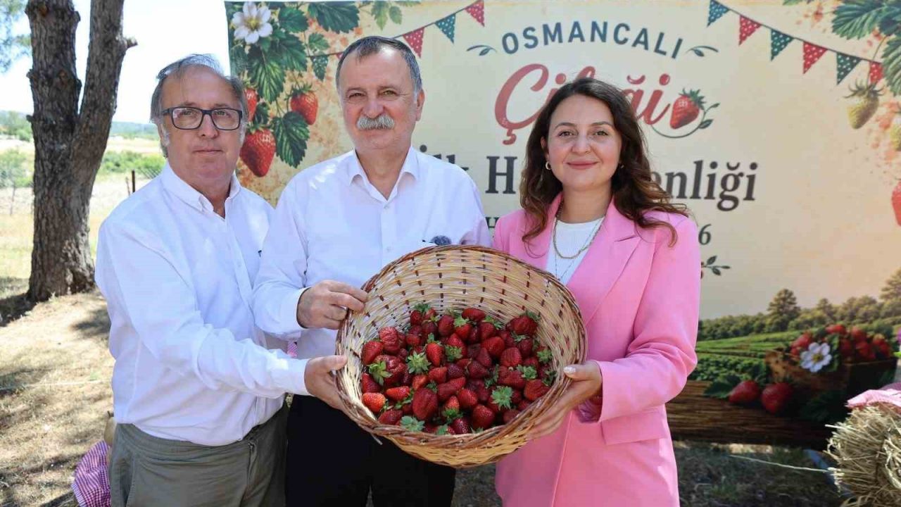 Osmancalı Çileği’nin ilk hasadı şenlikle yapıldı