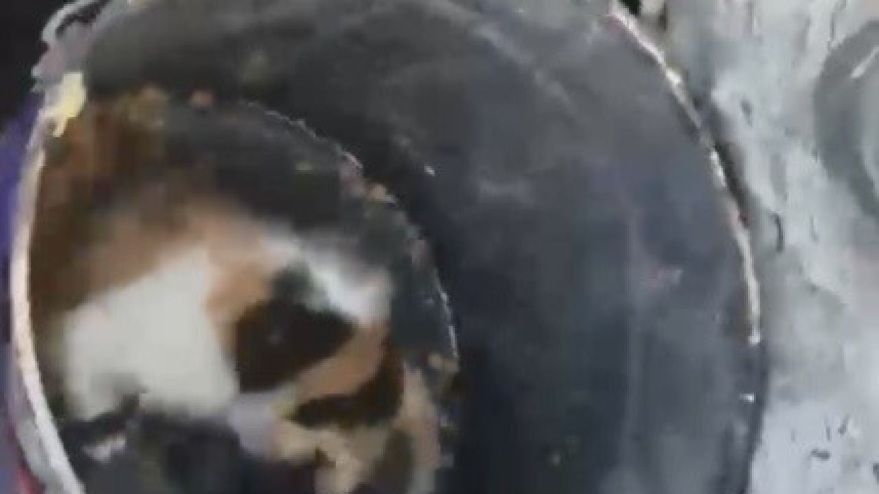 Osmaniye’de balyozla genişletilen kuyudan yavru kedi kurtarıldı