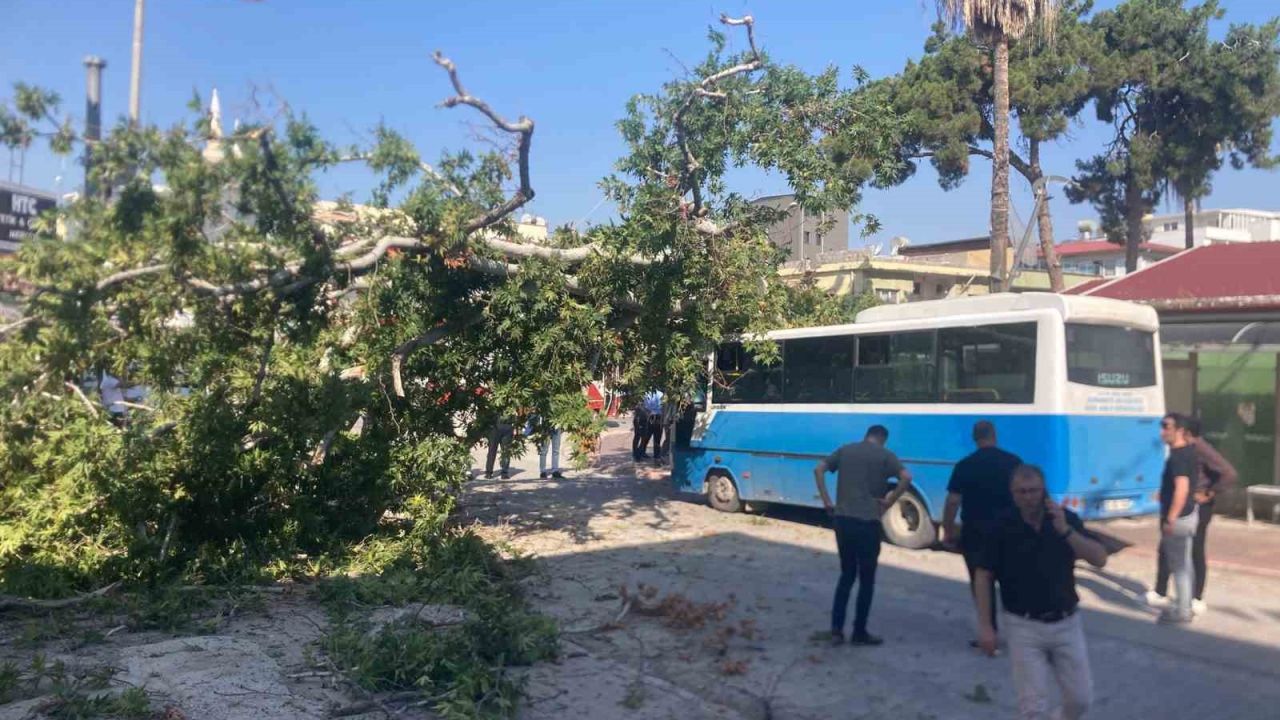Osmaniye’de çınar ağacı, halk otobüsünün üzerine düştü: Saniyelerle kurtuldu