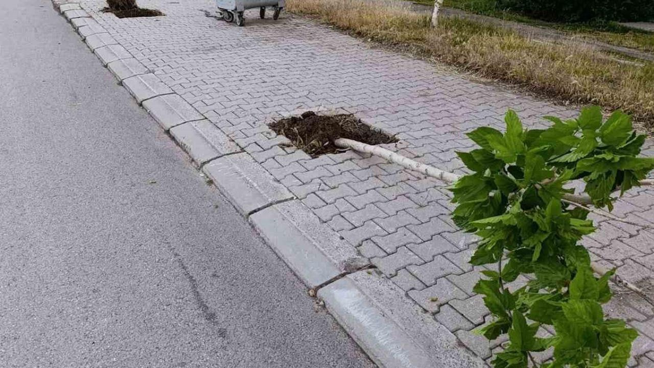 Patnos’ta yeni dikilen 15 ağaca zarar verildi
