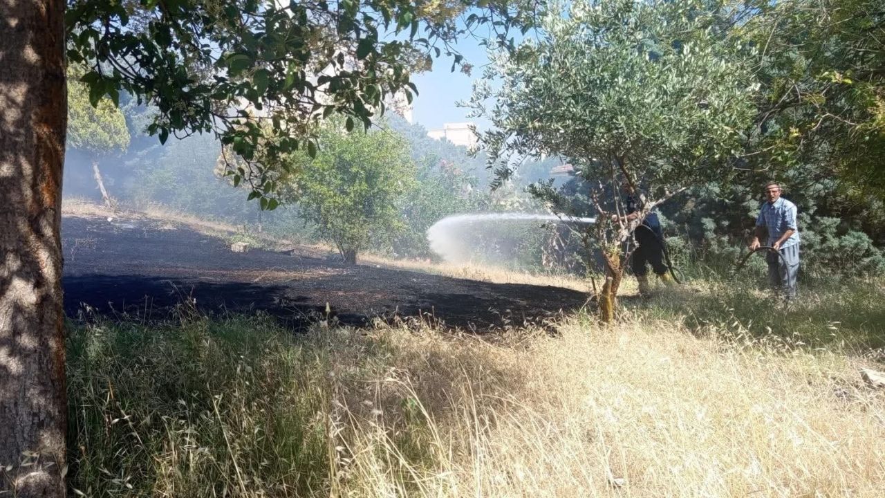 Reyhanlı’da zeytinlik yangını
