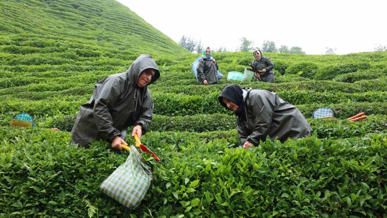 Rize’de çay tarımı yeniden şekilleniyor: Migros’tan stratejik adım