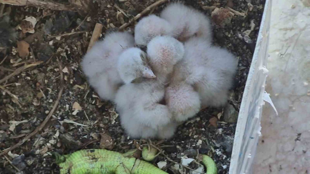 Saksıda yumurtlayan kerkenez 6. kattaki balkonu yaban hayatına çevirdi