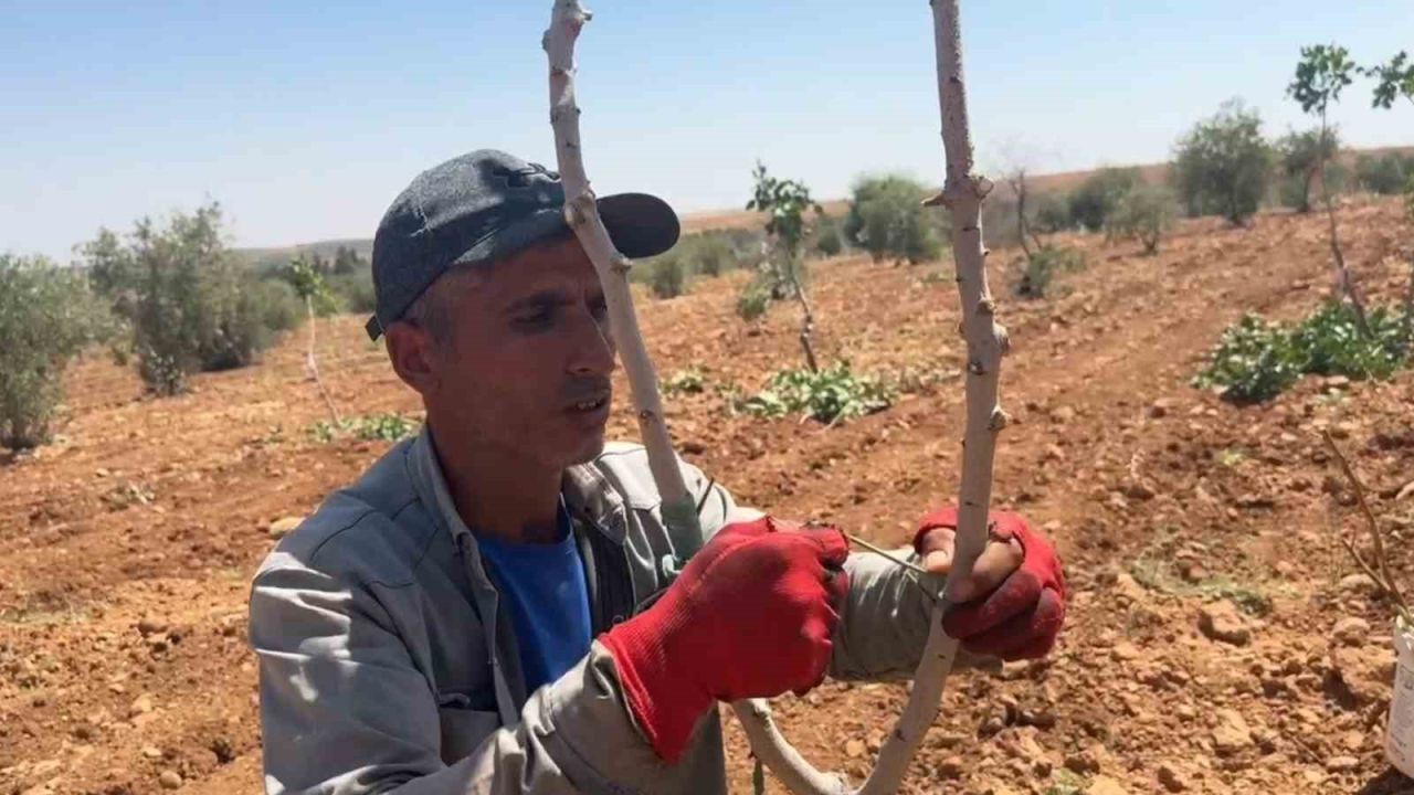 Şanlıurfa’da fıstık aşılama dönemi başladı
