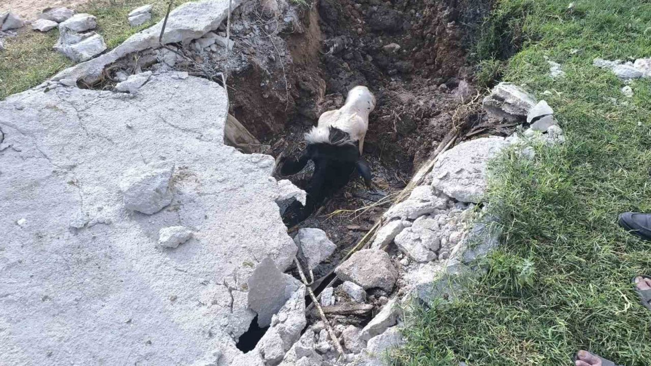 Şanlıurfa’da foseptik çukuruna düşen inek kurtarıldı