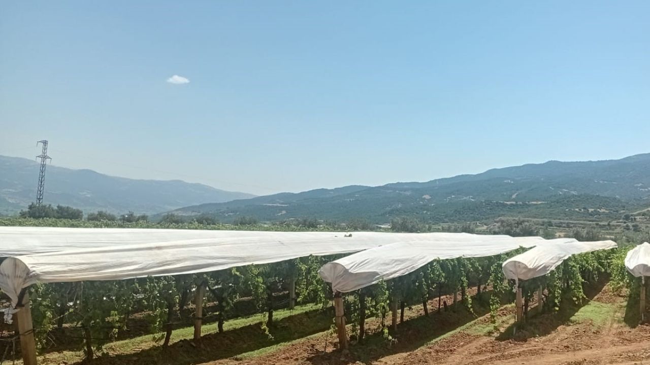 Sarıgöl Ovası beyaza bürünmeye başladı