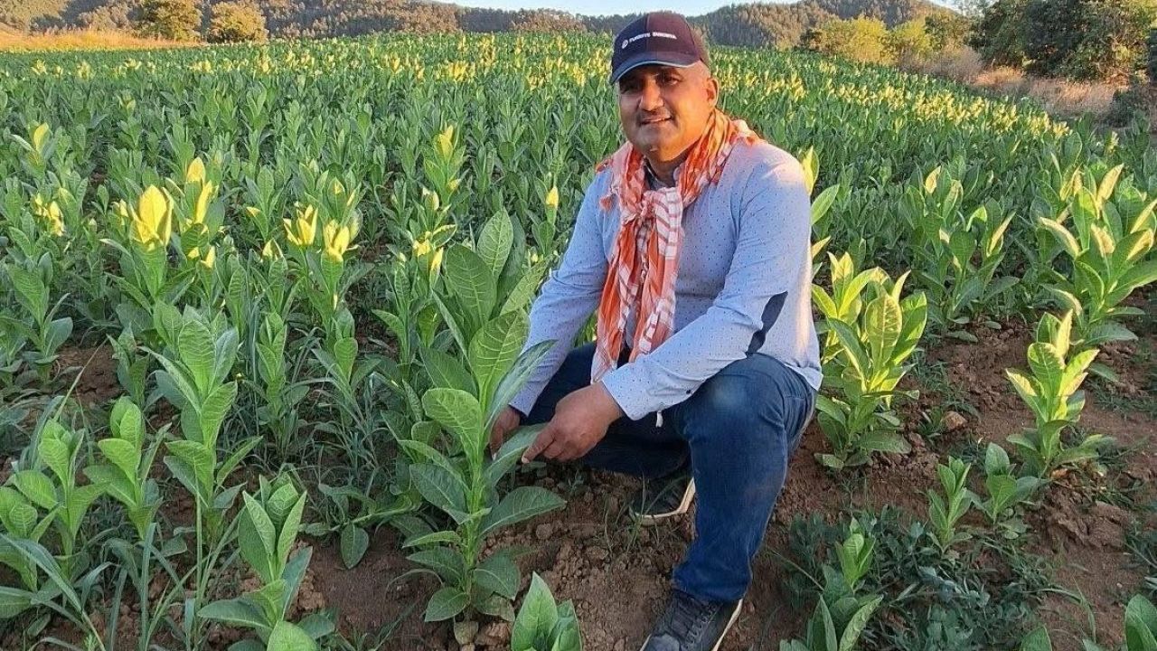 Sarıgöl’de tütün kırımı başladı