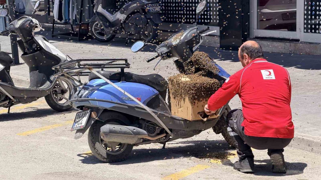 Şehrin göbeğinde oğul veren arılar ilgi odağı oldu