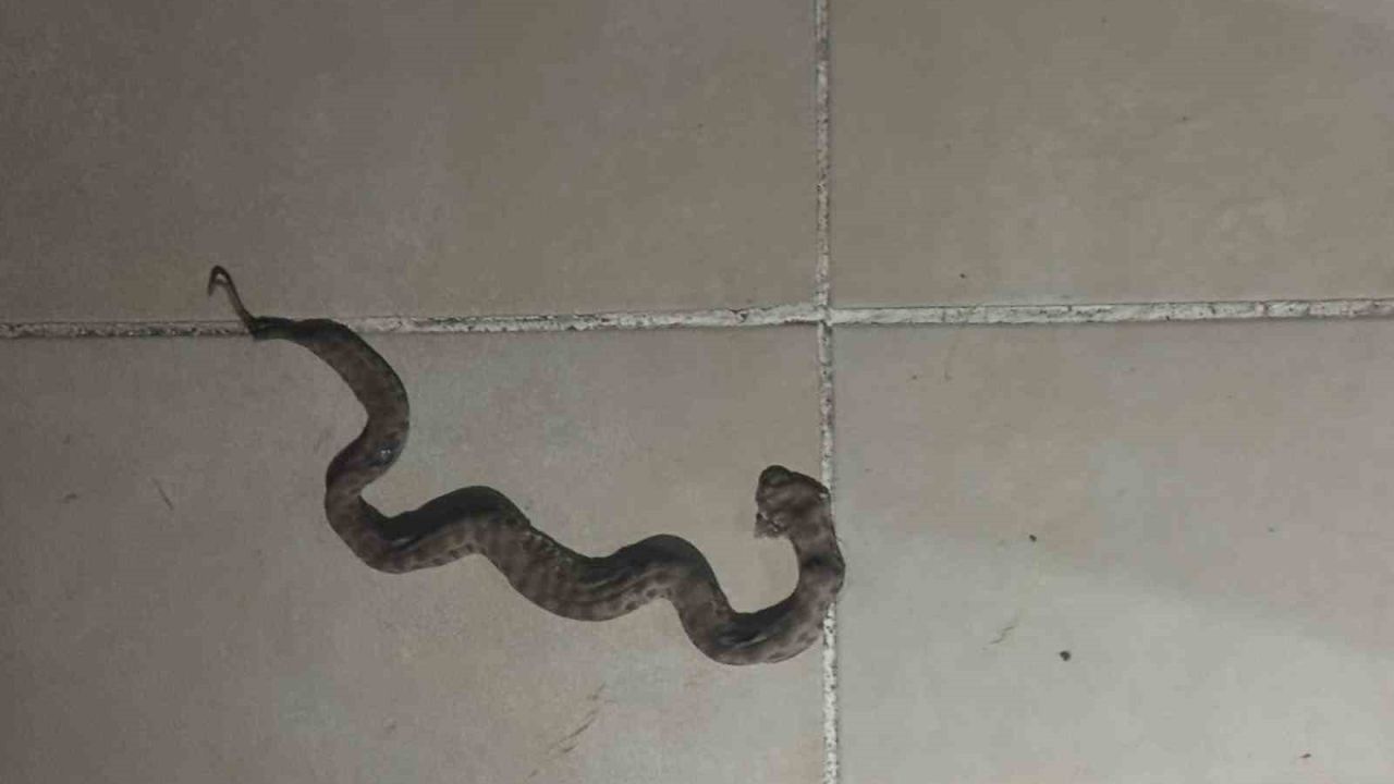 Siirt’te apartmanda görülen yılan paniğe neden oldu