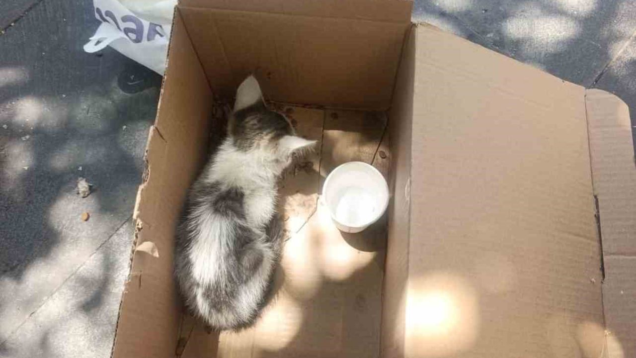 Siirt’te reklam panosuna sıkışan yavru kedi AFAD ekiplerince kurtarıldı