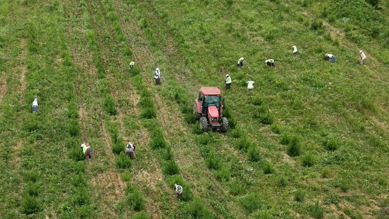 Sinop’ta geleceğin ormanları için bakım seferberliği