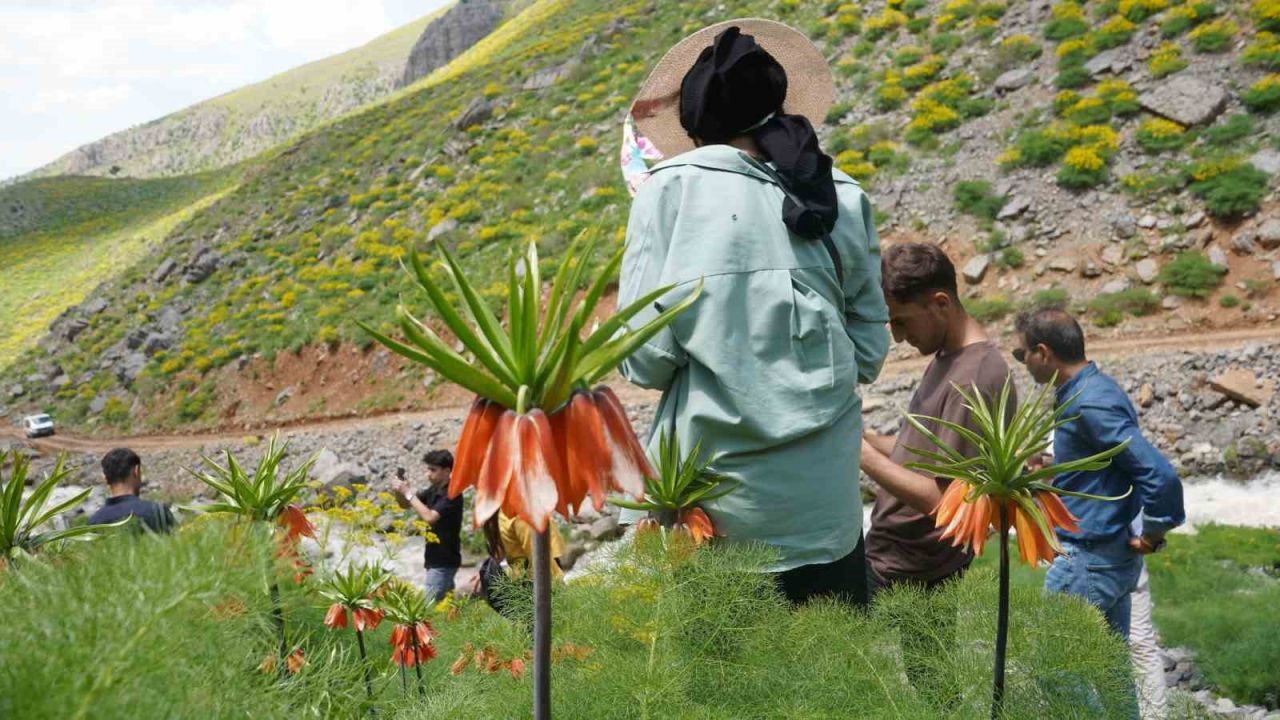 Şırnak’ın saklı cennetinde ters laleler mest etti