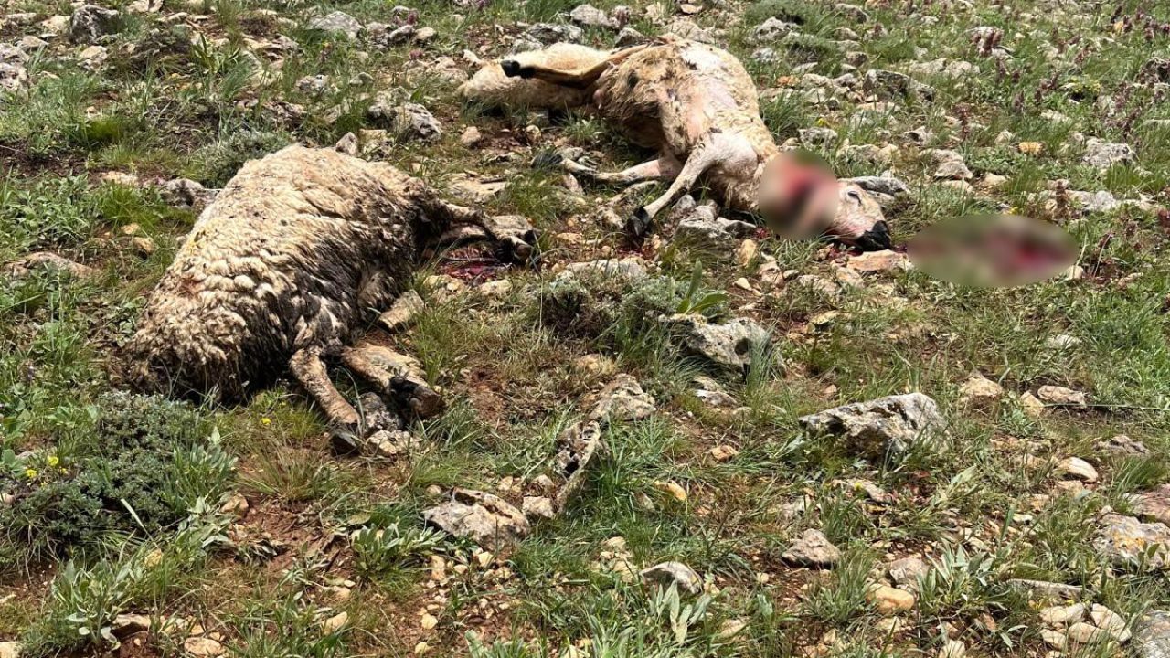Sivas’ta koyun sürüsünün üzerine yıldırım düştü, 5 koyun telef oldu