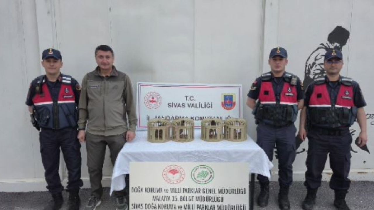 Sivas’ta usulsüz ele geçirilen 4 keklik doğaya salındı