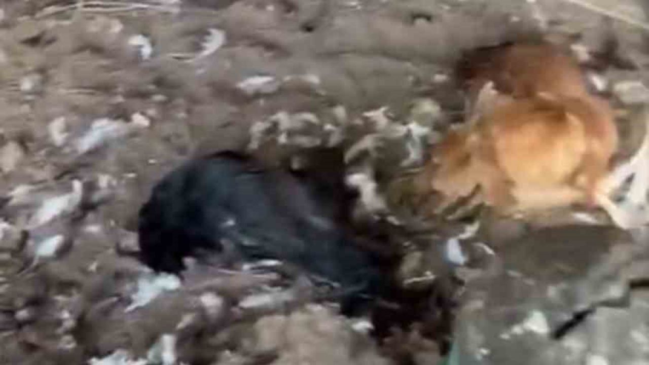 Sokak köpekleri kümese girdi, 30 tavuk telef oldu