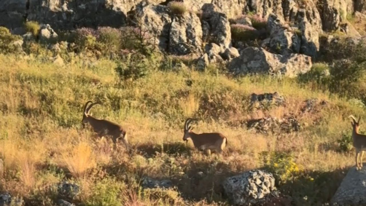 Tarihi Harput’ta dağ keçileri görüldü