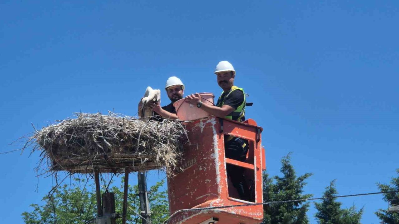 Tekirdağ’da Leylek Festivali
