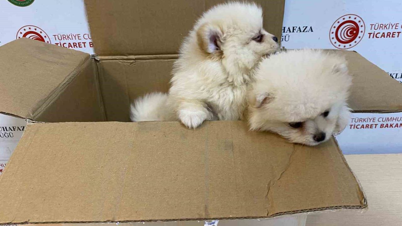 Ticaret Bakanlığı Gümrükler Muhafaza ekiplerinden yavru köpeklere yönelik kaçakçılık girişimine geçit yok