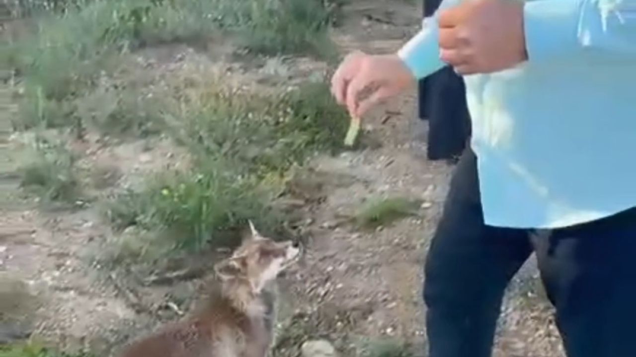 Tilkiyle dostluk kameraya yansıdı