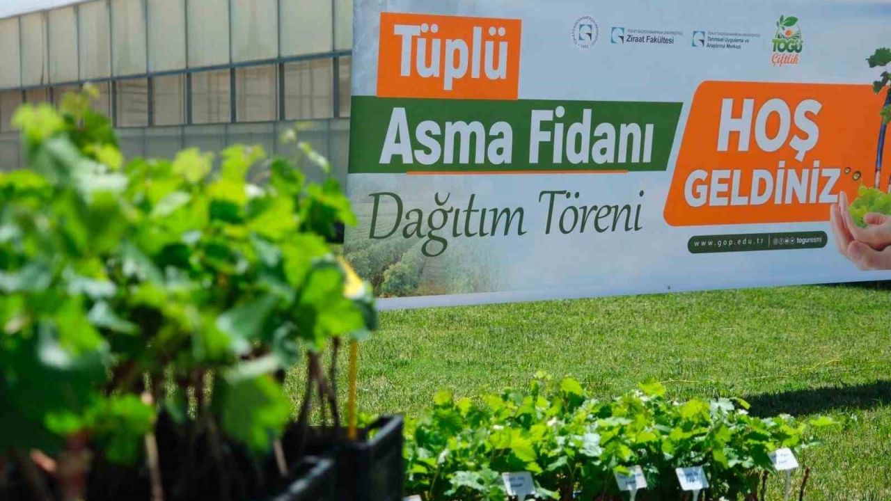TOGÜ’den üreticiye bağcılık desteği