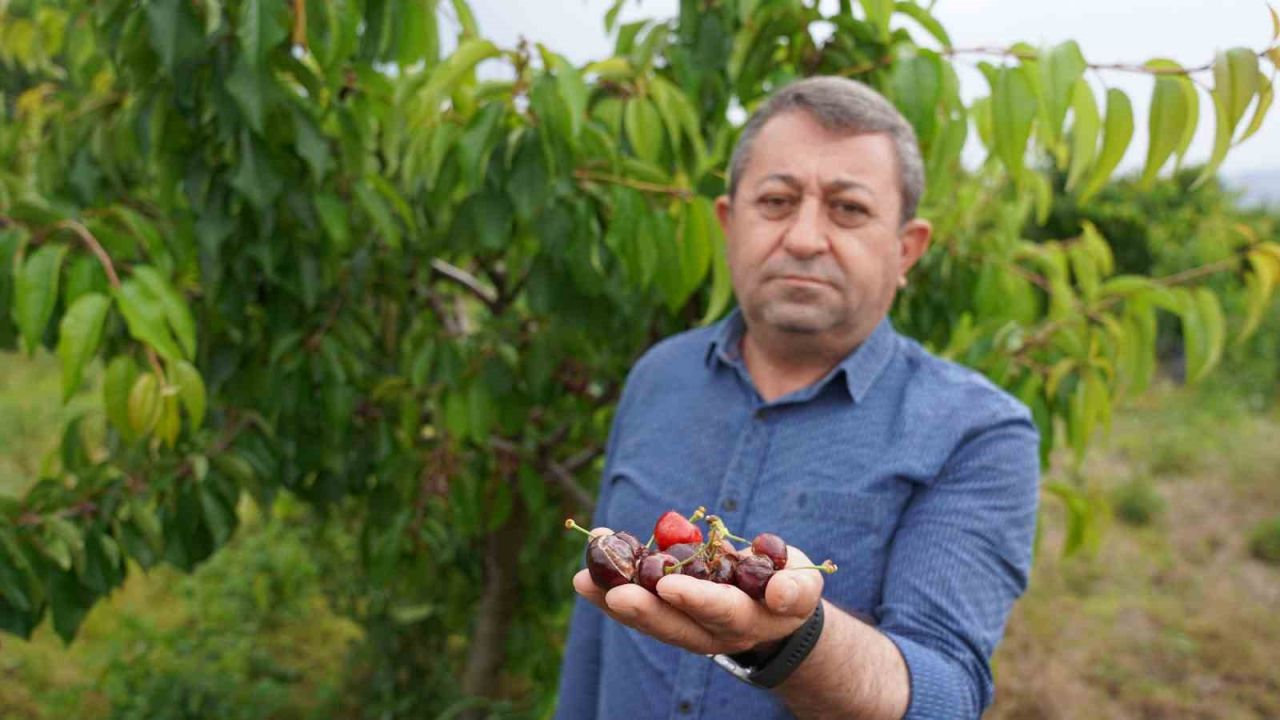 Tokat’ta aşırı yağış kirazı vurdu