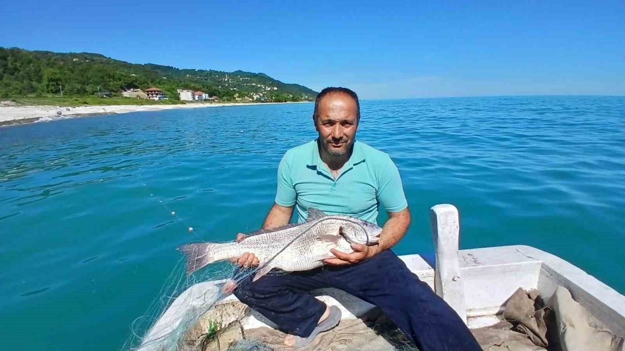 Türkeli’de nadir görülen kötek balığı avlandı