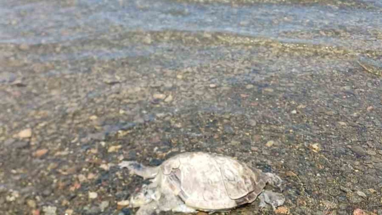 Ula’da sahilde Caretta Caretta bulundu
