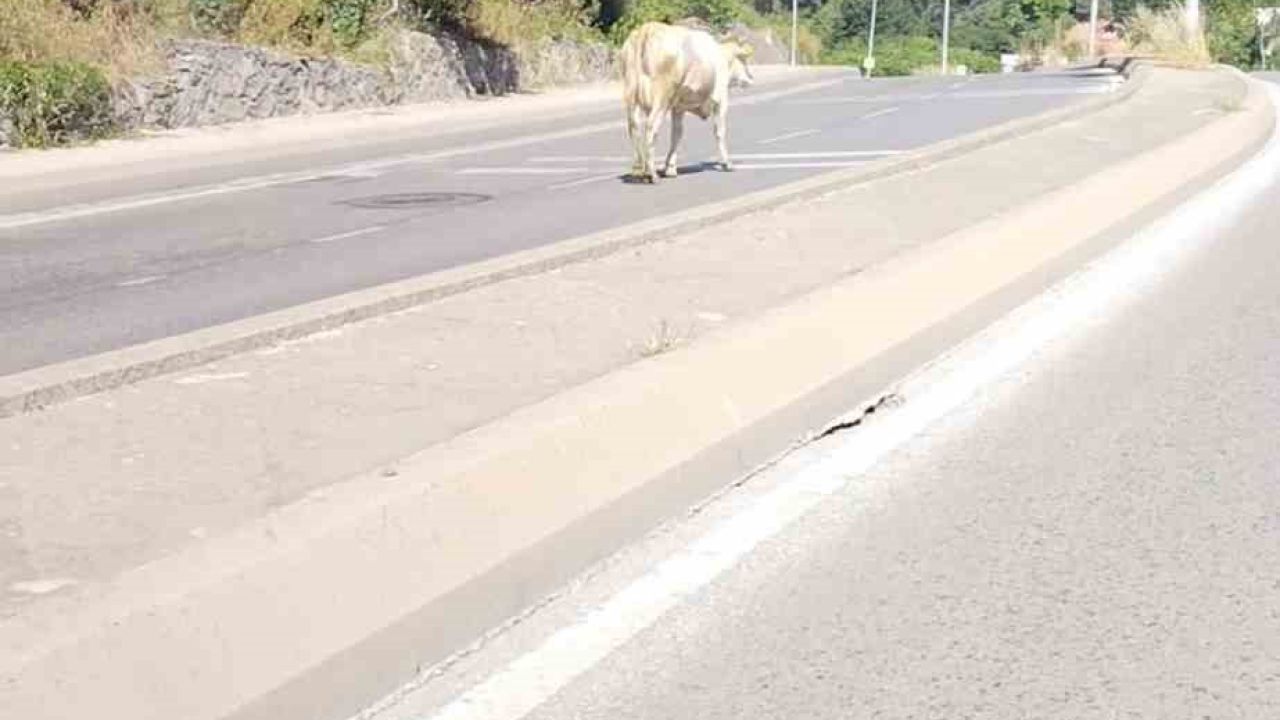 Ümraniye’de cadde ortasında başıboş inek görüntülendi