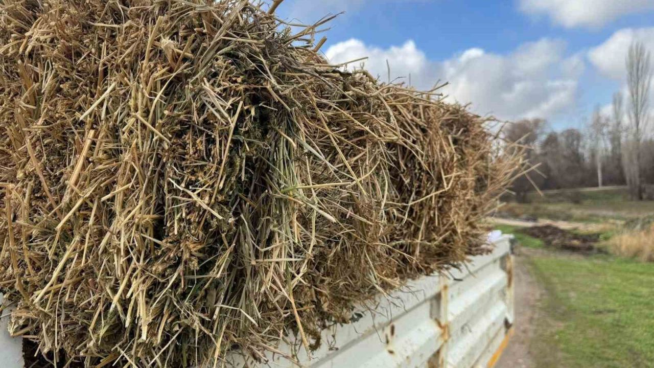 Üreticiye müjdeli haber: Saman fiyatları yarı yarıya geriledi