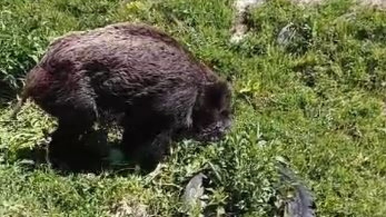 Yaralı domuz köy yakınlarında görüntülendi