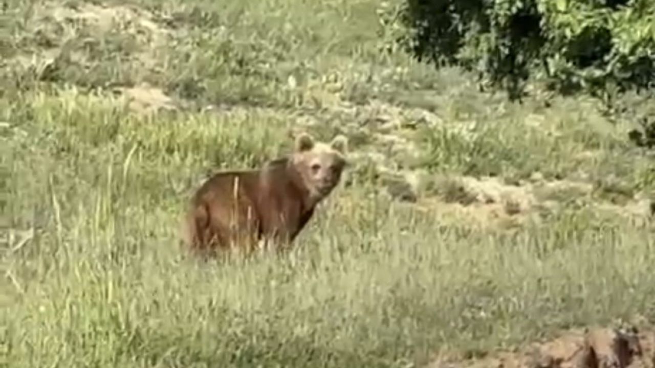Yozgat’ta ayılar, o köyü mesken tuttu