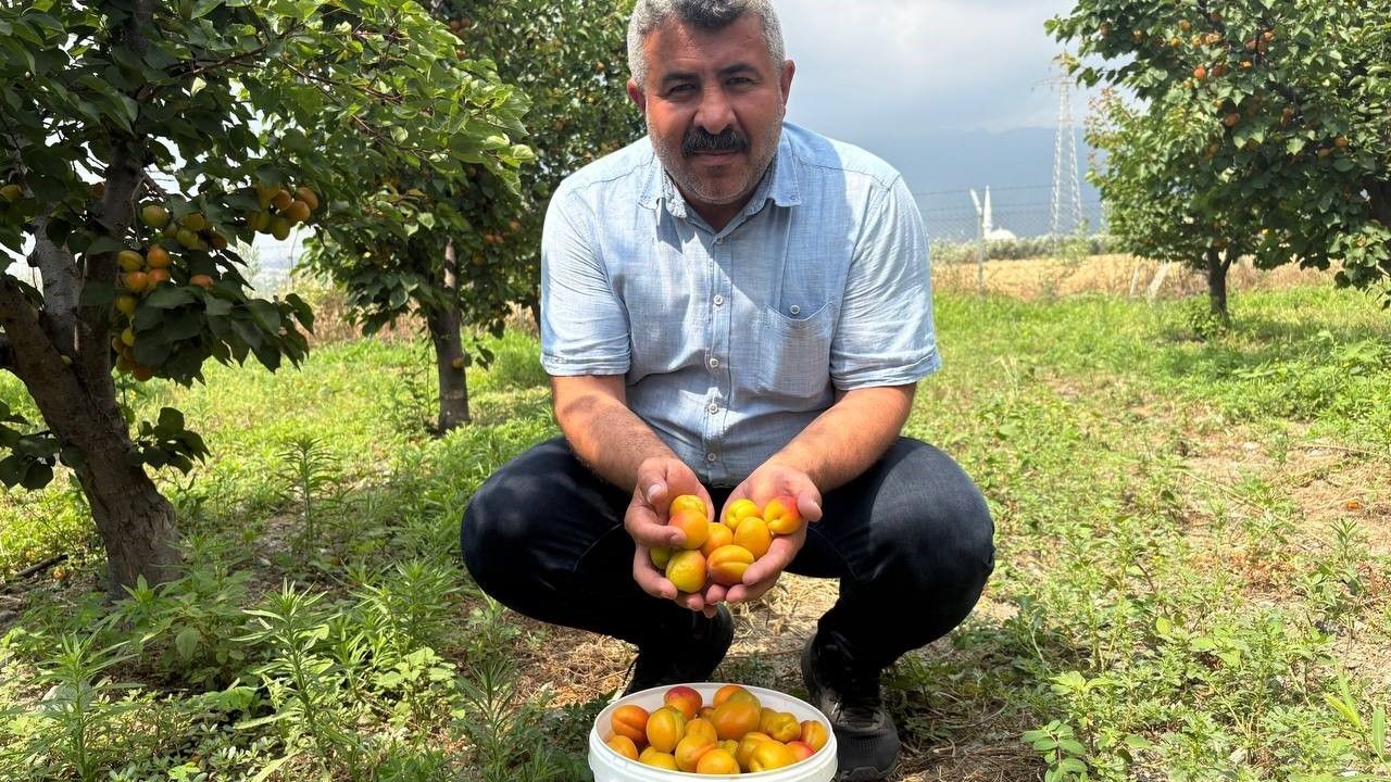 Ziraat mühendisinin tavsiyesiyle diktiği kayısıdan 6 yıldır ürün alıyor