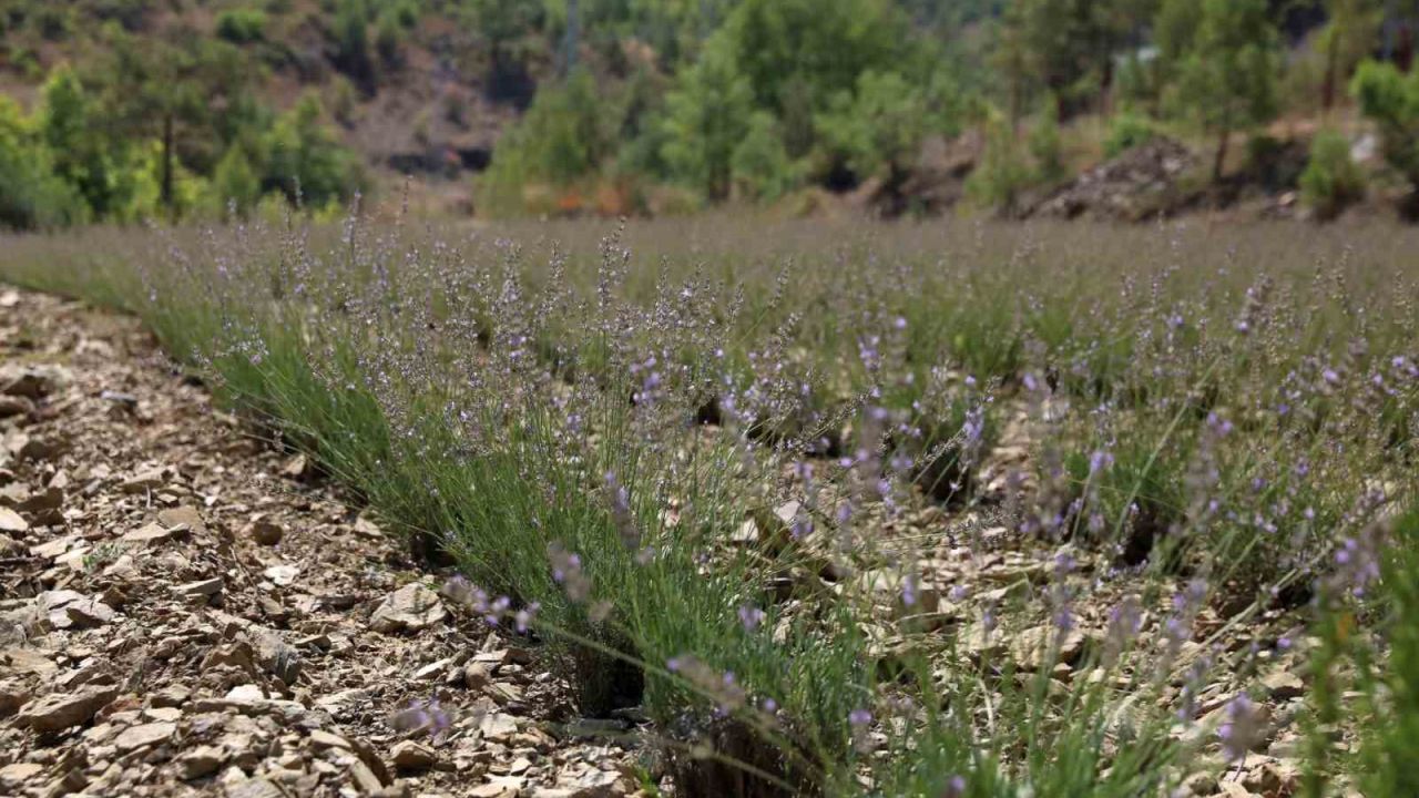 Alanya Belediyesi’nin lavanta bahçesinde ilk hasat yapıldı