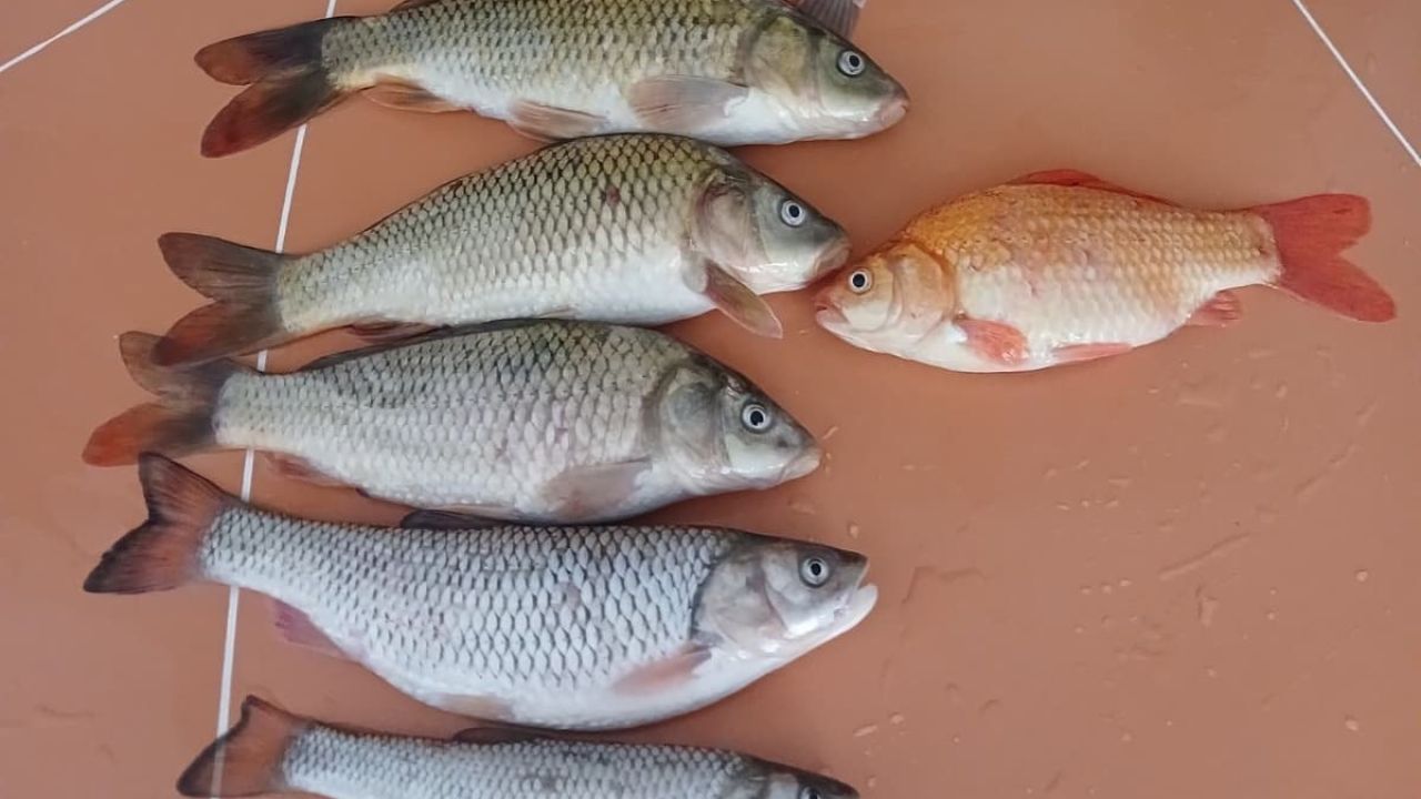 ‘Altın balığı’ tuttum diye sevindi, oltadan sazan balığı çıktı